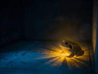 Frog in the House