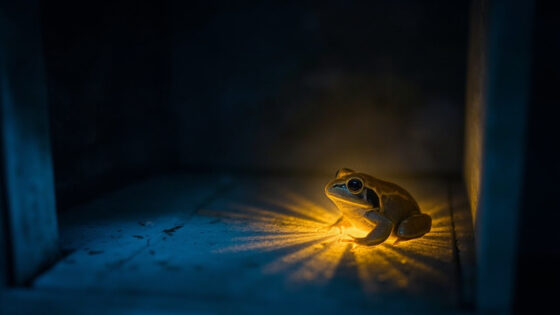 Frog in the House