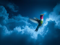 Hummingbird
