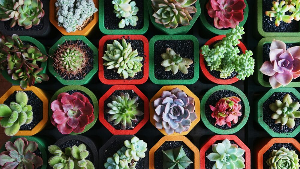 How Often to Water Succulents