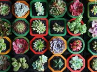 How Often to Water Succulents
