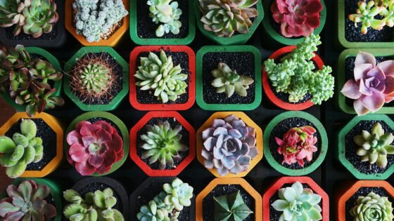 How Often to Water Succulents