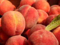 How to Germinate Peach Seeds