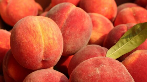 How to Germinate Peach Seeds