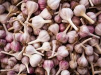 Grow Garlic