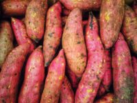 How to Grow Sweet Potatoes