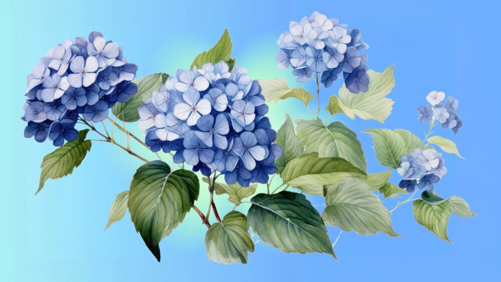Hydrangea Care