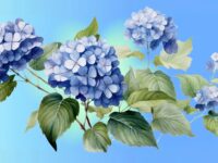 Hydrangea Care
