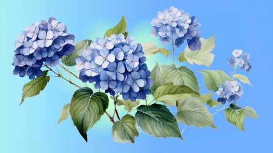 Hydrangea Care