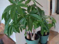 grow money tree