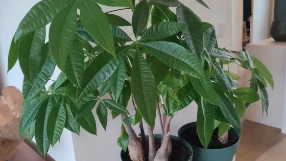 grow money tree