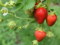 grow strawberries