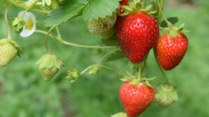 grow strawberries
