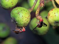 how to get rid of fruit flies