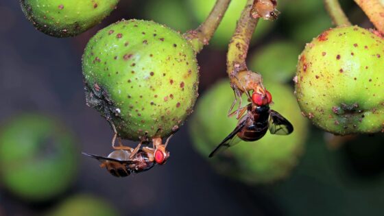 how to get rid of fruit flies