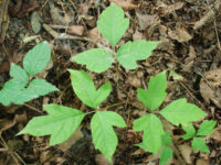 how to get rid of poison ivy