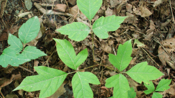 how to get rid of poison ivy