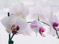how to take care of orchids