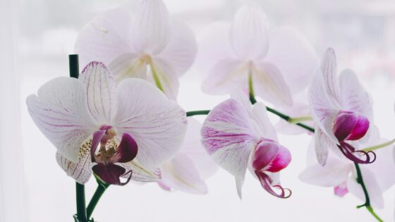 how to take care of orchids