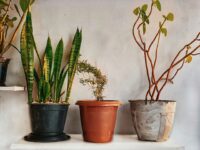 snake plant care