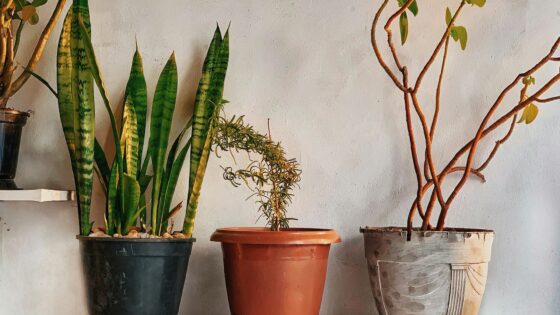 snake plant care