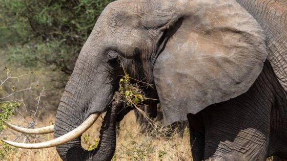 85 African Last Names From Every Region: Meanings and Origins