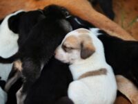 32 Cool Animal Names for Dogs & Cats