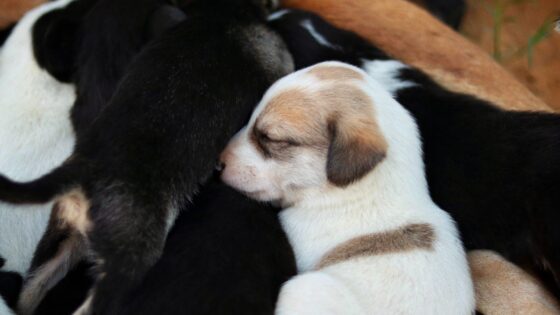 32 Cool Animal Names for Dogs & Cats