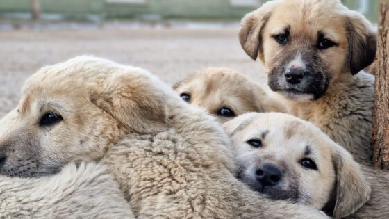 47 Badass Dog Names (Tough, Strong & Powerful)