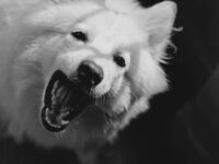 41 Celebrity Dog Names: What the Stars Named Their Famous Pets