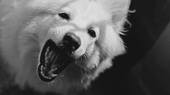 41 Celebrity Dog Names: What the Stars Named Their Famous Pets