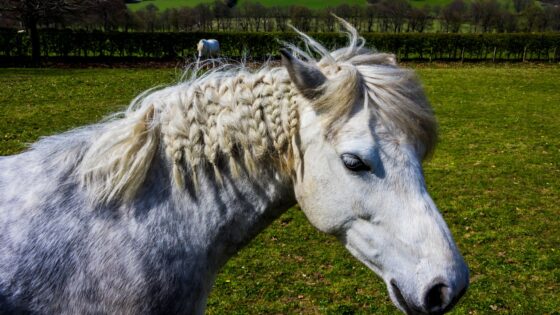 Celtic Names Meaning King: Strong Names with Royal Heritage