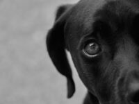 44 Festive Christmas Dog Names That Will Make Your Pup Merry