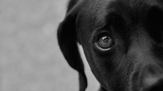 44 Festive Christmas Dog Names That Will Make Your Pup Merry