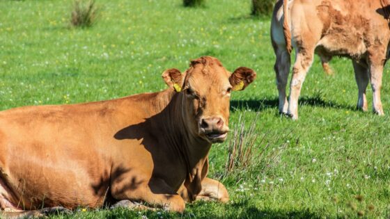 130 Best Cow Names: Funny, Cute & Famous Ideas for Your Bovine