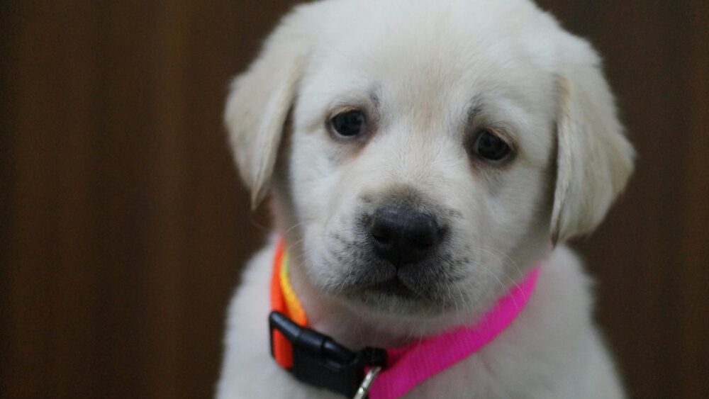 108 Cutest Cat Names Ever: Adorable Ideas Your Kitten Will Love