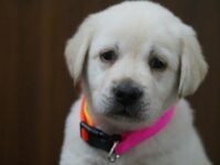 108 Cutest Cat Names Ever: Adorable Ideas Your Kitten Will Love
