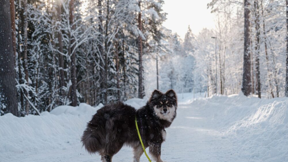 40 Beautiful Finnish Girl Names with Meanings & Pronunciations
