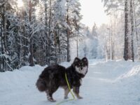 40 Beautiful Finnish Girl Names with Meanings & Pronunciations