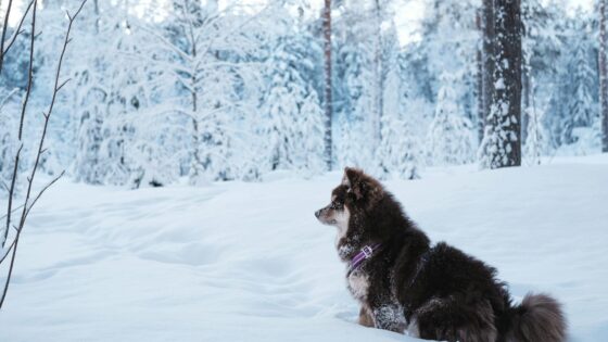 81 Finnish Baby Names (Boys, Girls & Meanings)