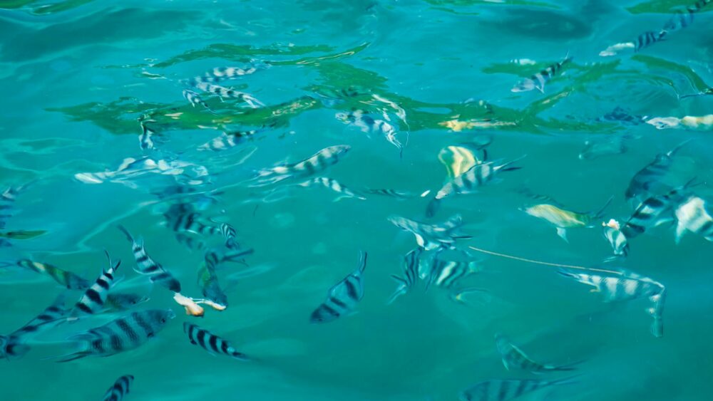 120 Best Fish Names: Funny, Cute & Creative Ideas for Every Type of Fish