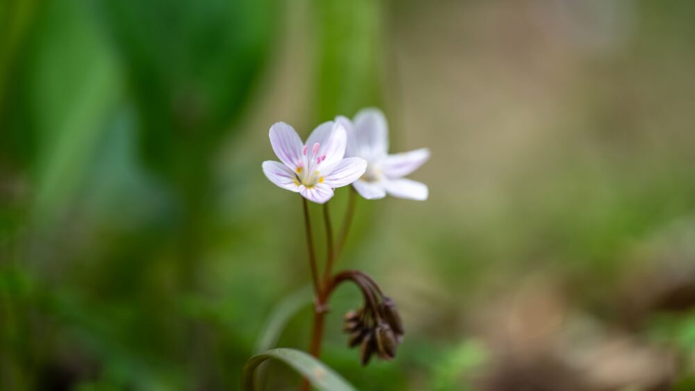 70 Gorgeous Flower Names for Girls (and Boys): Blooming with Beauty
