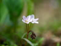 55 Beautiful Flower Names for Girls That Are Rare and Lovely