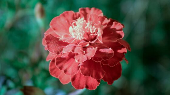 27 French Flower Names (Beautiful & Feminine Inspiration)
