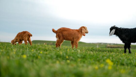 111 Best Goat Names: Funny, Cute & Famous Ideas for Your Herd