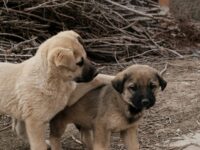 114 Best Horse Names: Funny, Cute, Unique & Famous Ideas