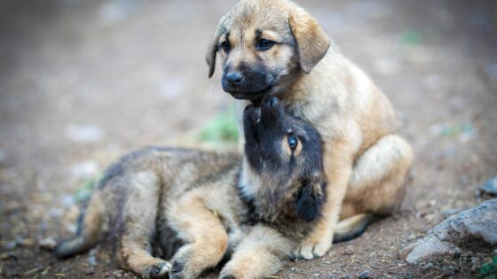 54 Amazing Human Names for Dogs (Unique & Creative)