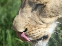 Best Names for Leos (Personality-Matched Baby Names)