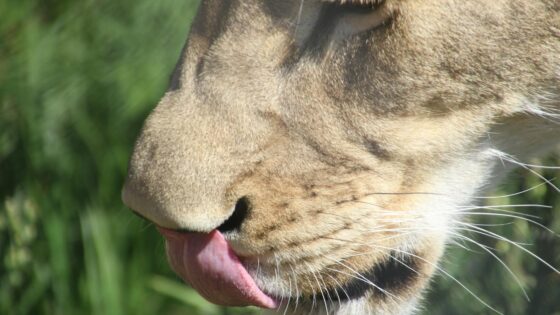 Best Names for Leos (Personality-Matched Baby Names)