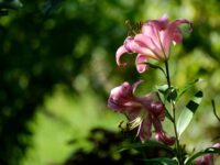 44 Beautiful Names That Mean Lily or Flower (With Origins)